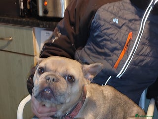 French Bulldog dogs French Bulldog puppies (very small) - Advert 14