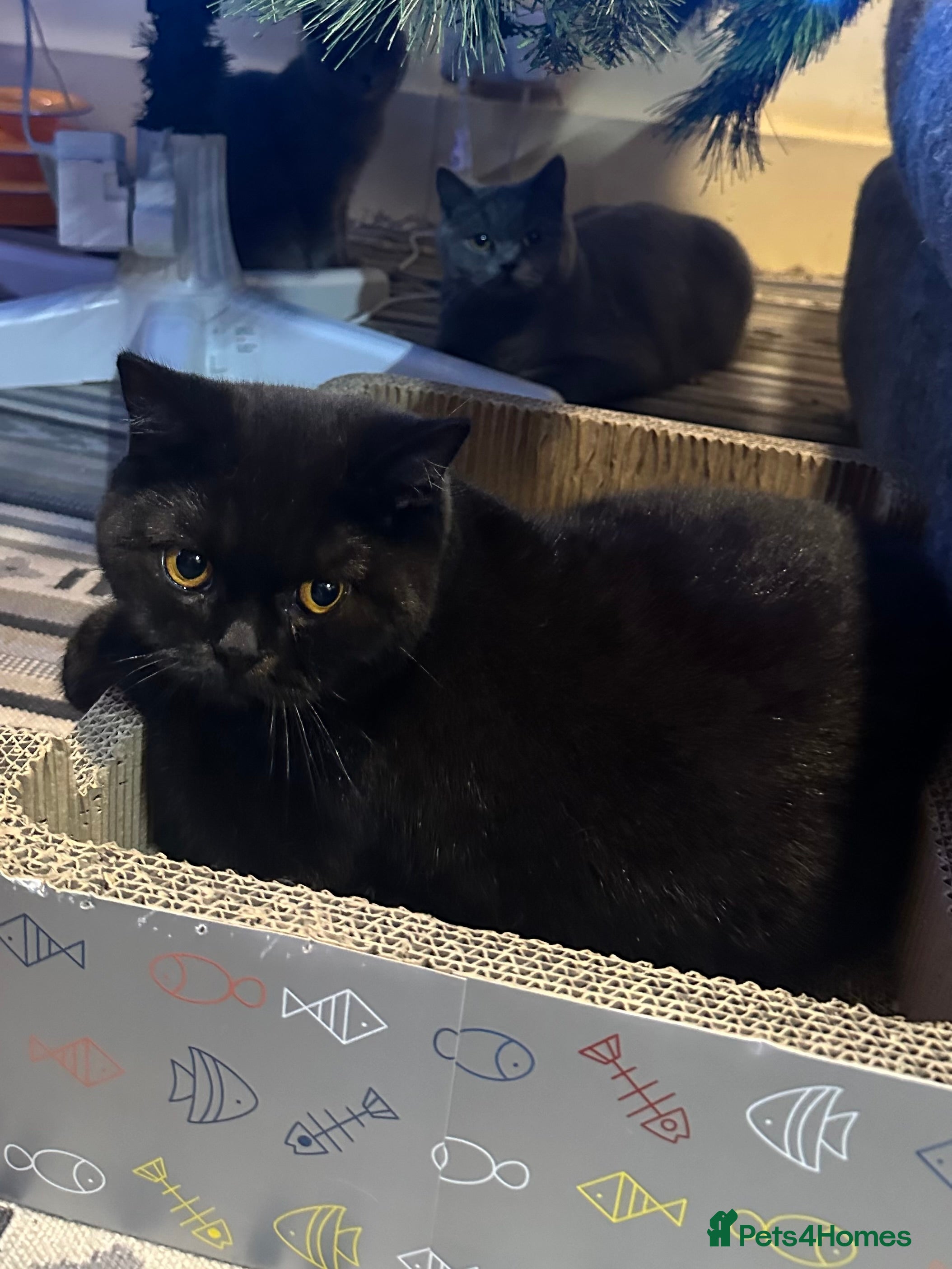 British Shorthair cats GCCF Registered British Short Hair Male  - Advert 7