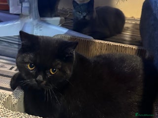 British Shorthair cats GCCF Registered British Short Hair Male - Advert 7