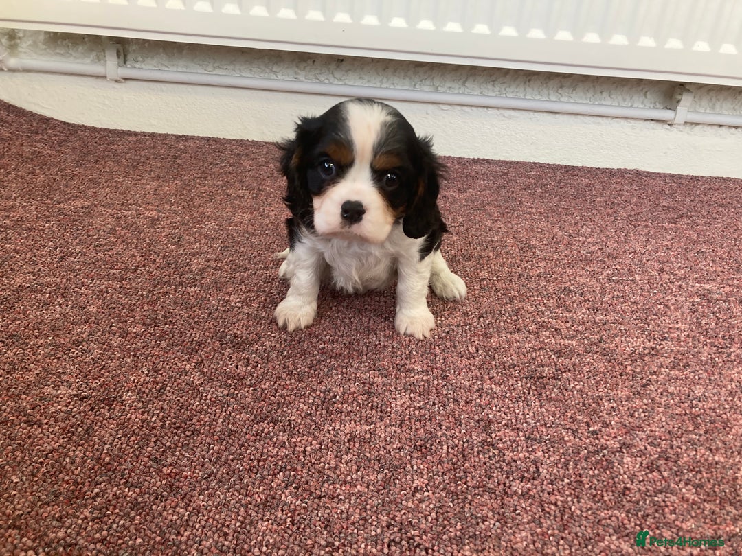 Cavalier King Charles Spaniel dogs for sale: Super tri/blenheim KC pups - health tested parents - Advert 4