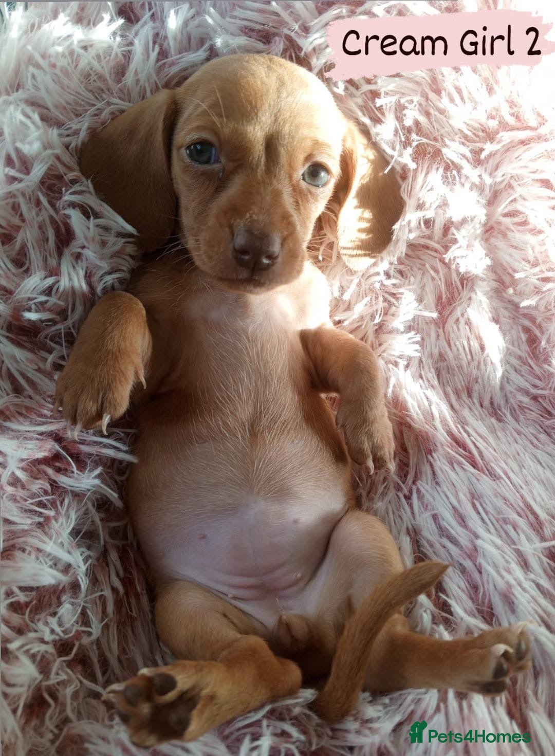 Miniature Dachshund dogs for sale: ✨ Miniature Dachshund– 6 Beautiful Pups! ✨ - Advert 18