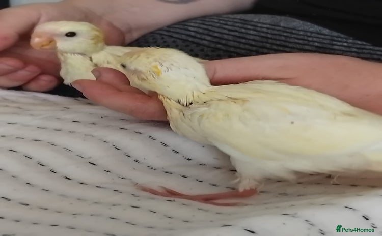 Parakeets birds - Advert 3
