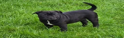 Staffordshire Bull Terrier dogs for sale: 🥰 All babies SOLD 🥰 - Advert 6