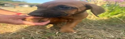 Rhodesian Ridgeback dogs for sale: Meet ‘Wonder’ Stevie Wonder  - Advert 9