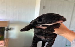 Mixed Breed dogs for sale: Peekapoo puppies for sale  - Image 9
