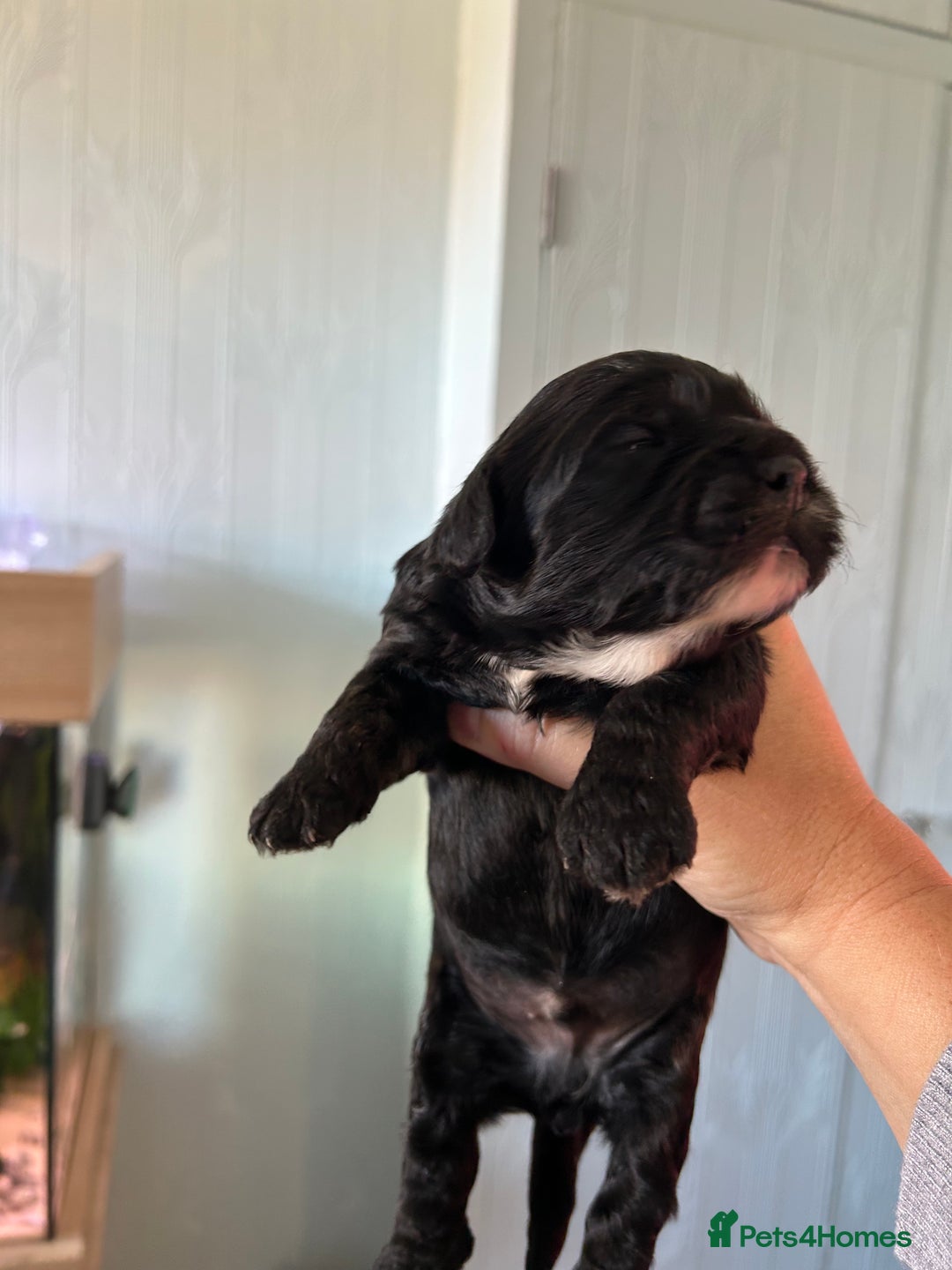 Mixed Breed dogs for sale: Peekapoo puppies for sale  - Image 9