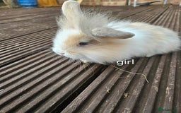 Lionhead rabbits for sale: Beautiful baby lion head bunnies  - Image 7