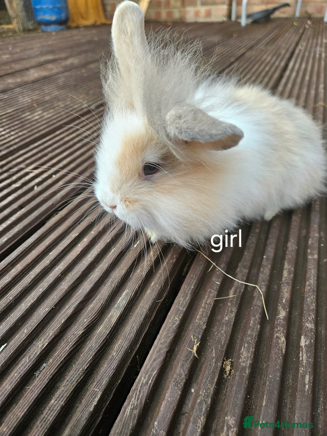Lionhead rabbits for sale: Beautiful baby lion head bunnies  - Image 7