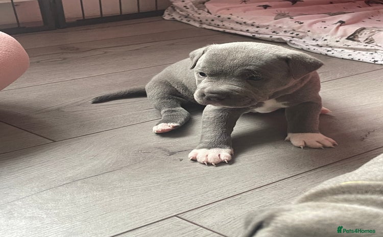 Staffordshire Bull Terrier dogs - Advert 1