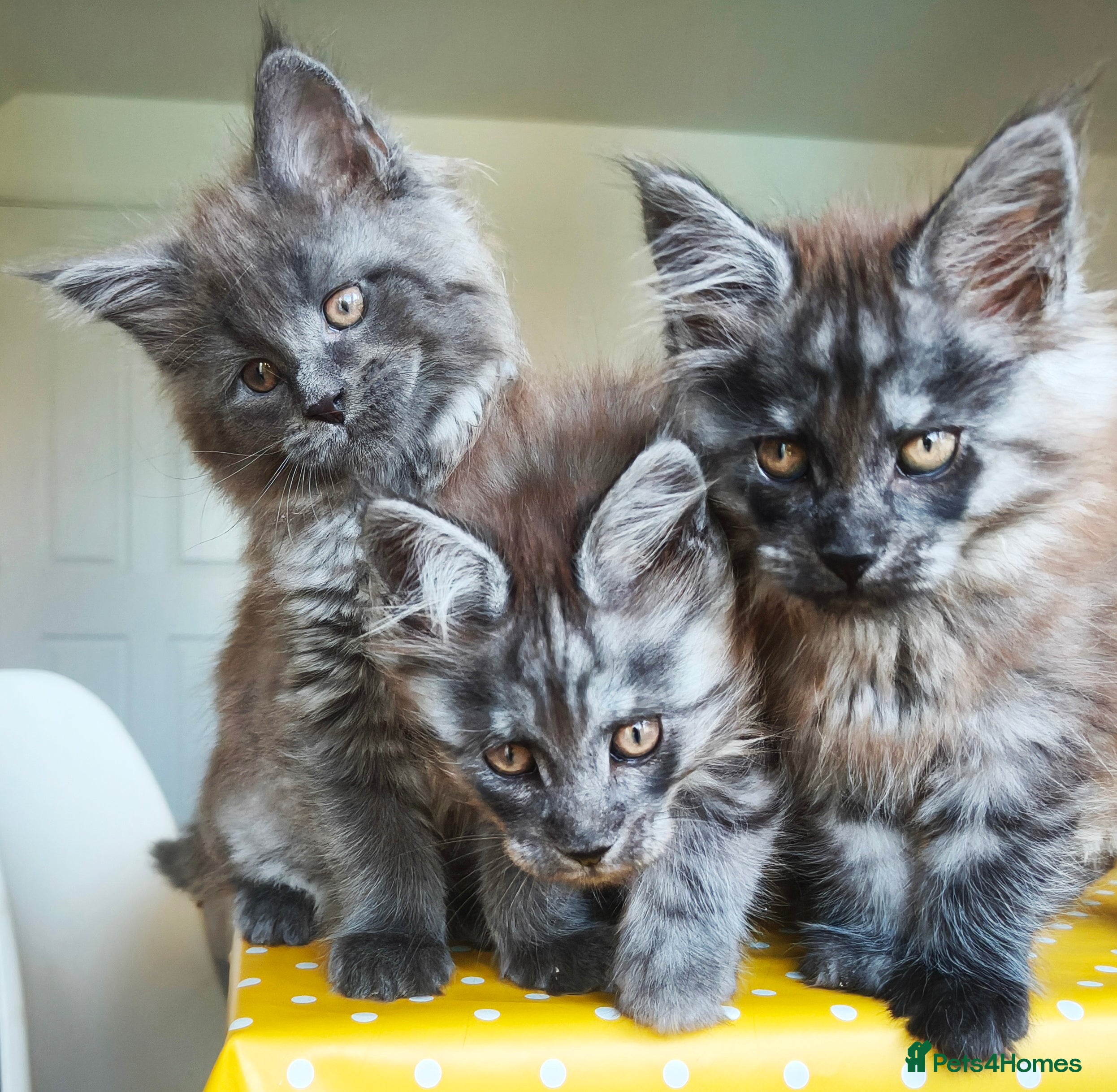 Maine Coon cats 🐾 Stunning Maine Coon Kittens – 3 Males 🐾 - Advert 4