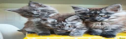 Maine Coon cats for sale: 🐾 Stunning Maine Coon Kittens – 3 Males 🐾 - Advert 1