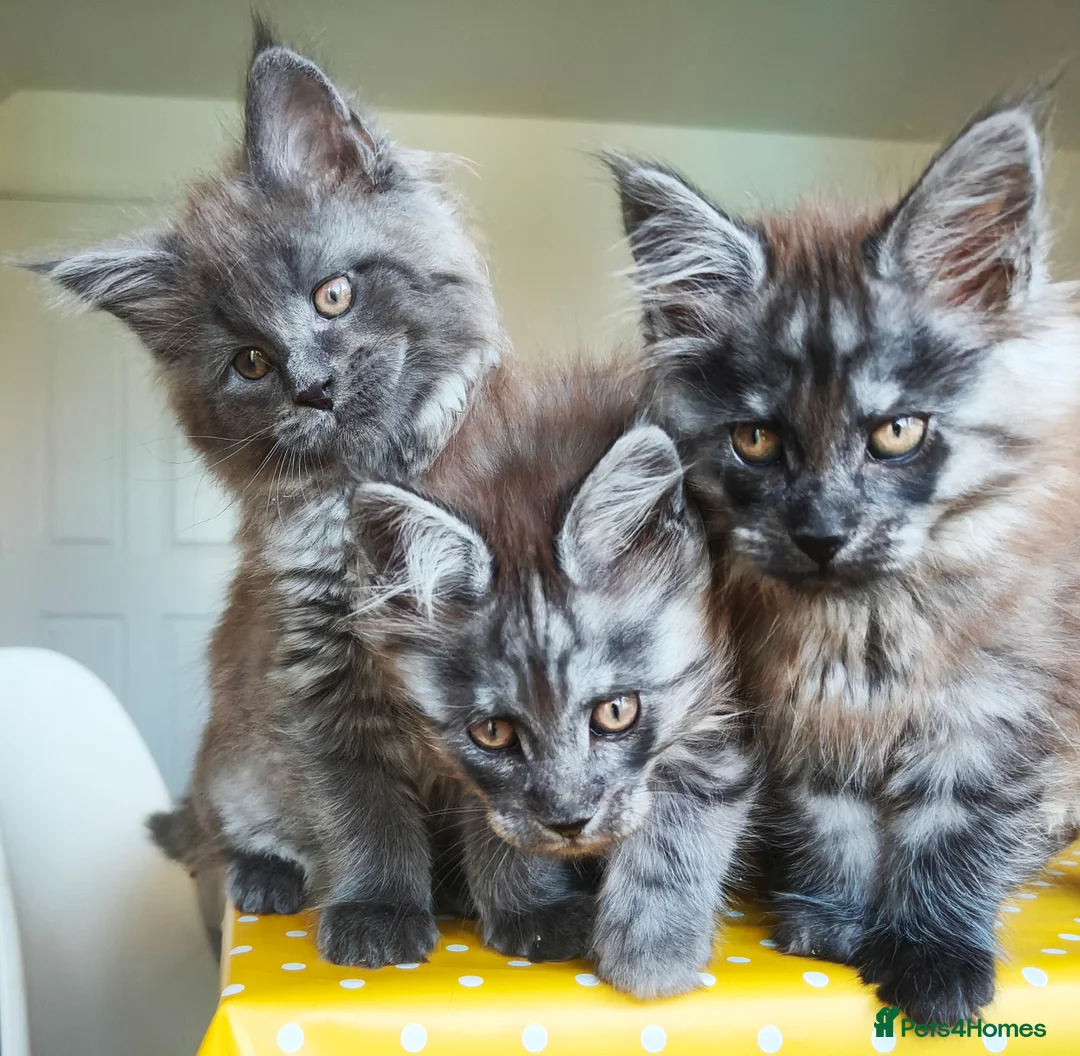 Maine Coon cats for sale: 🐾 Stunning Maine Coon Kittens – 3 Males 🐾 - Advert 1