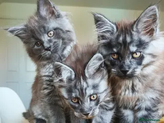 Maine Coon cats 🐾 Stunning Maine Coon Kittens – 3 Males 🐾 - Advert 4