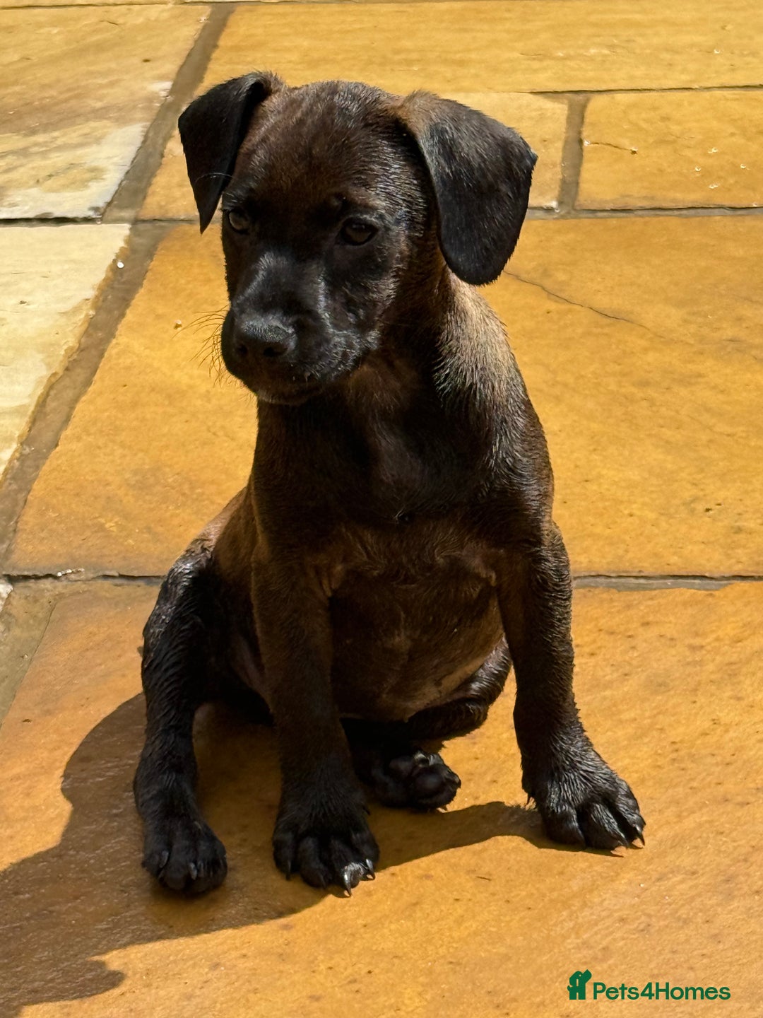 Patterdale Terrier dogs for sale: Female patterdale pup - Image 2