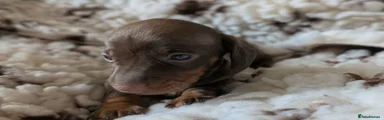 Miniature Dachshund Puppy 3