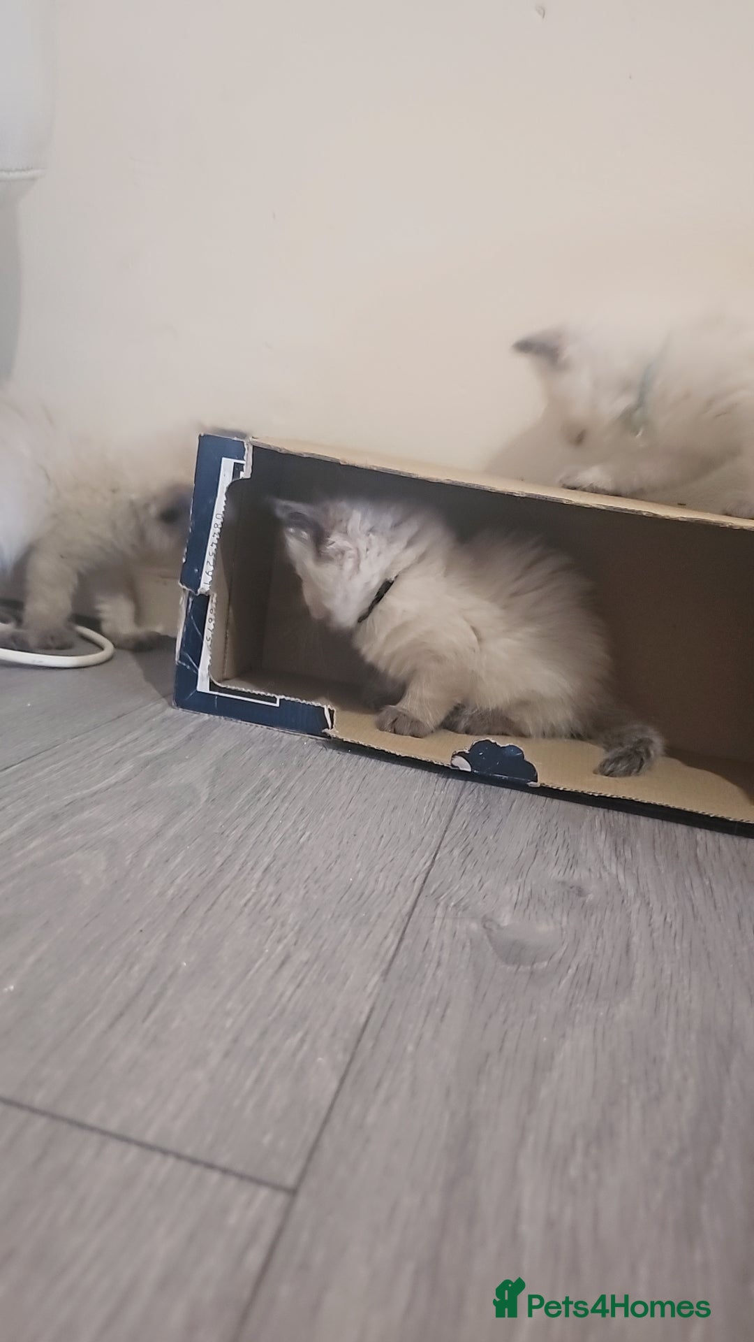 Ragdoll cats for sale: *READY TO LEAVE*beautiful Ragdoll babies for sale  - Image 3