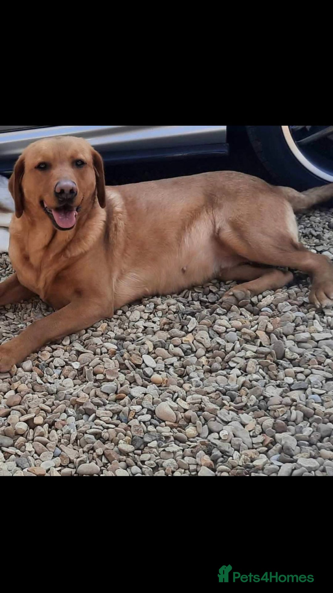 Labrador Retriever dogs for sale: Stunning litter of KC FOX RED PUPPYS  - Advert 2
