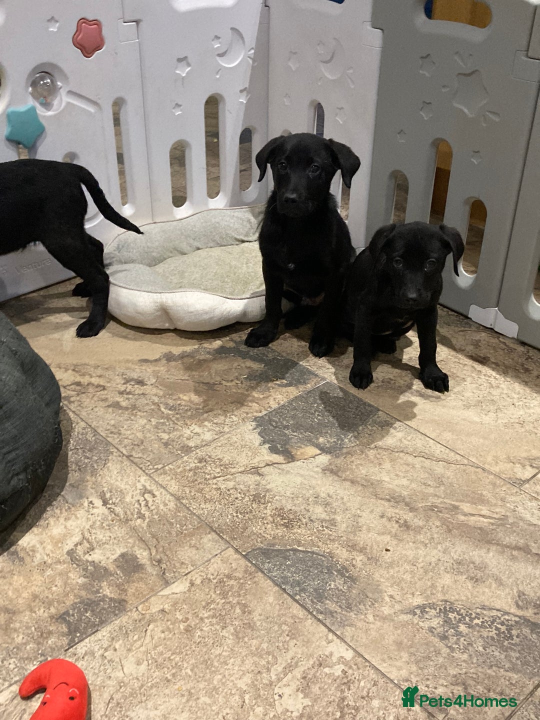 Labrador Retriever dogs for sale: Labrador pups (Black) - Advert 4