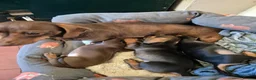 Miniature Dachshund dogs for sale: 3 Smooth haired Miniature Dachshund boys - Advert 13