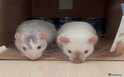 Rat rodents for sale: 2 x Gorgeous Very Friendly Male Fancy Rats - Advert 1