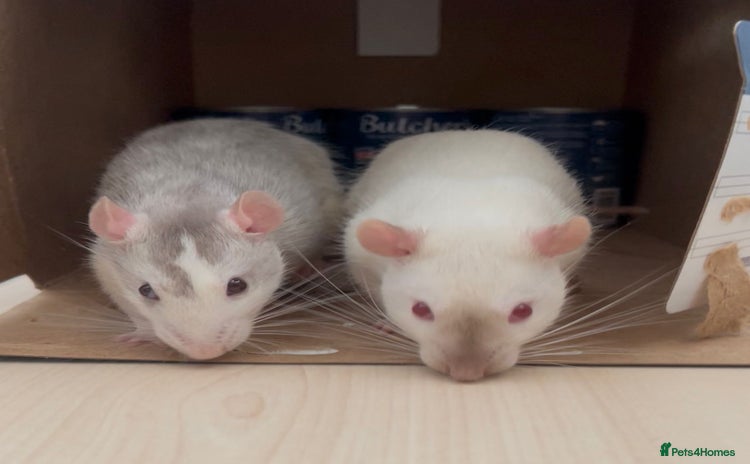 Rat rodents 2 x Gorgeous Very Friendly Male Fancy Rats - Advert 8