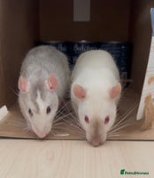 Rat rodents 2 x Gorgeous Male Fancy Rats + full set up - Advert 1