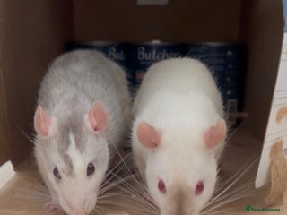 Rat rodents 2 x Gorgeous Very Friendly Male Fancy Rats - Advert 14