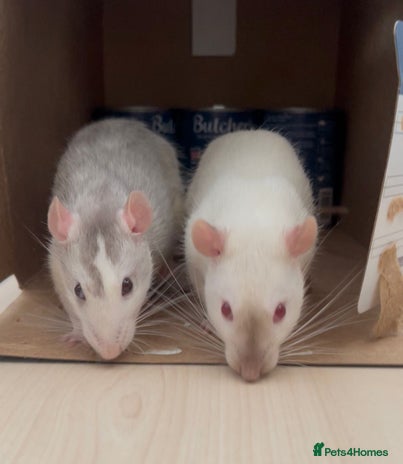 Rat rodents 2 x Gorgeous Very Friendly Male Fancy Rats - Advert 1