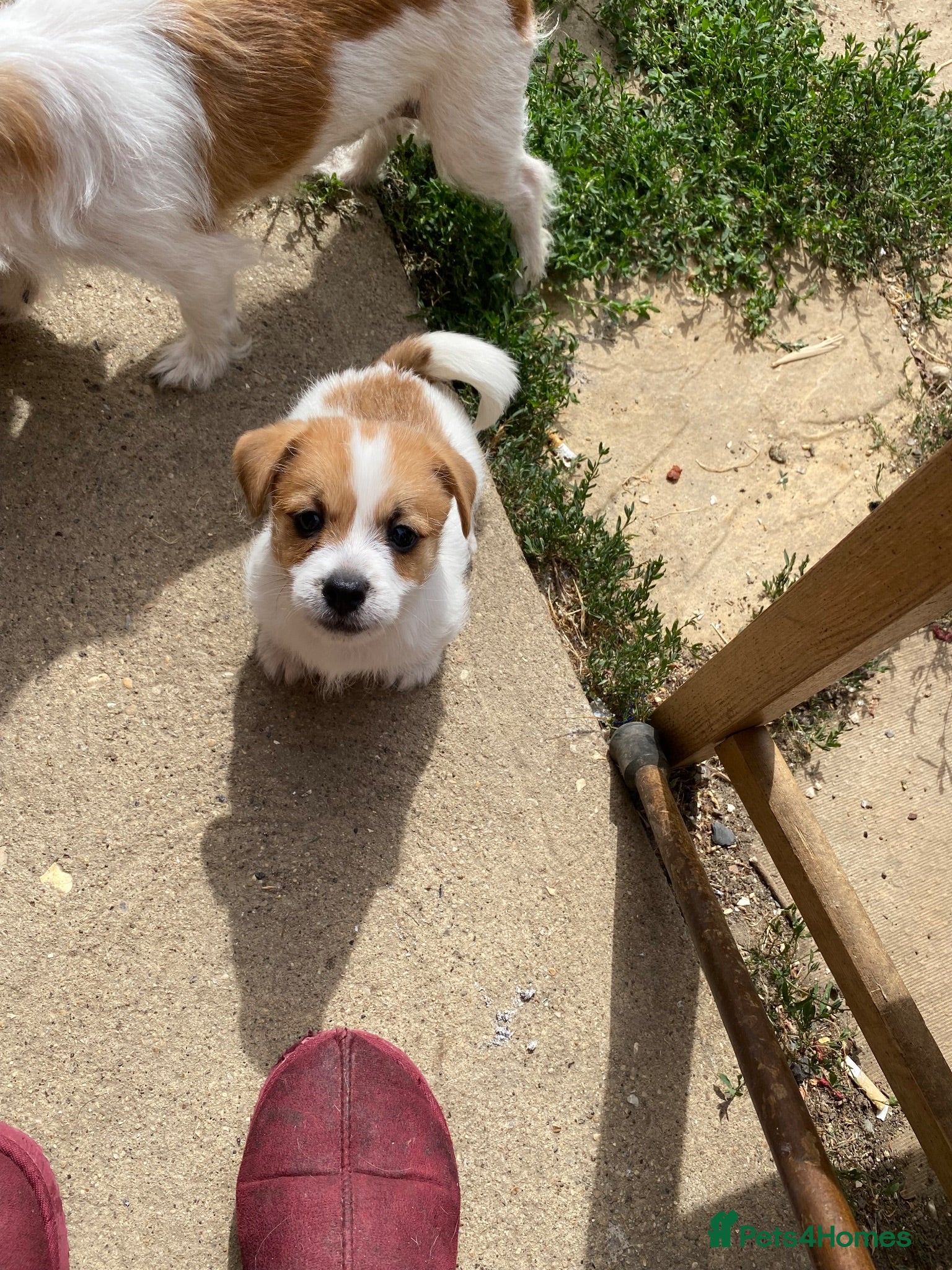 Mixed Breed dogs READY NOW….. Jack Russell beautiful litter of boys - Advert 16