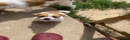 Mixed Breed dogs for sale: READY NOW….. Jack Russell beautiful litter of boys - Advert 3