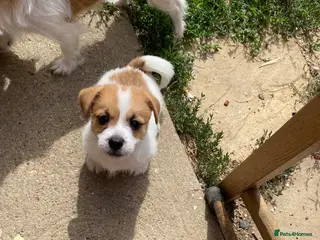 Mixed Breed dogs READY NOW….. Jack Russell beautiful litter of boys - Advert 16