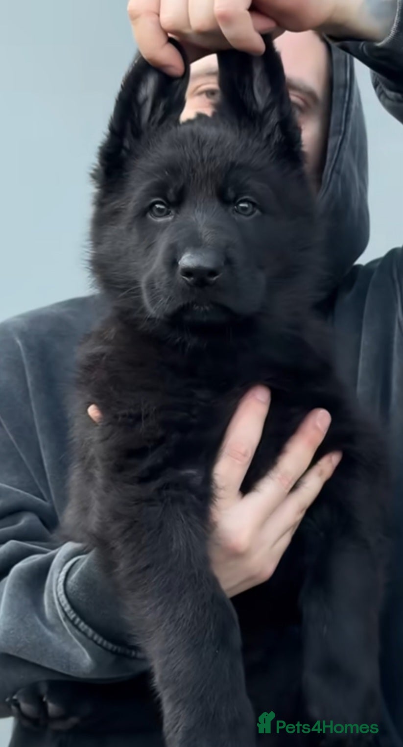 German Shepherd dogs High Quality Straight back KC registerd GSD pups - Advert 1
