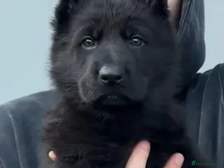 German Shepherd dogs High Quality Straight back KC registerd GSD pups - Advert 2