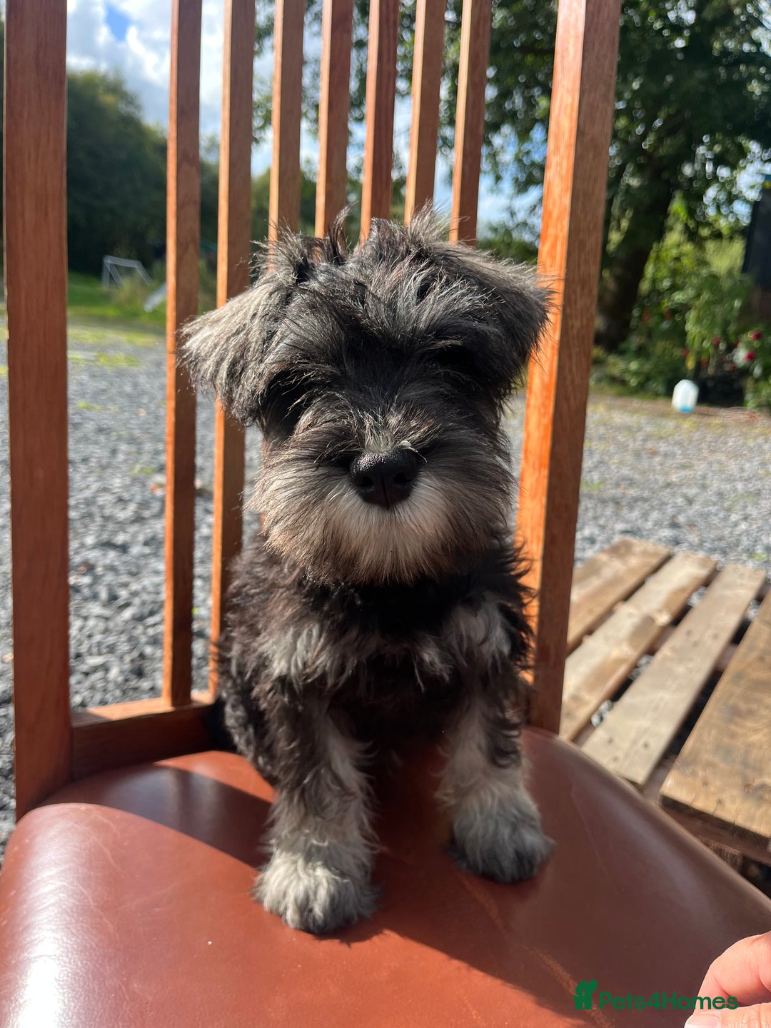 Miniature Schnauzer dogs for sale: KC miniature schnauzer (house trained) - Image 4