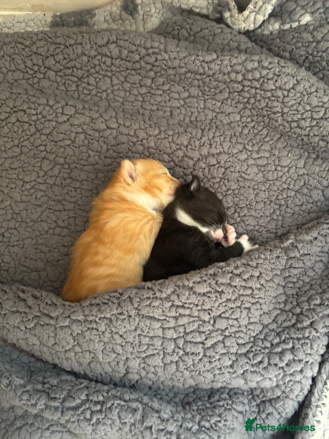 Mixed Breed cats for sale: 2 male kittens  - Advert 1