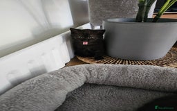 British Shorthair cats for sale: Chocolate British shorthairs - Image 12