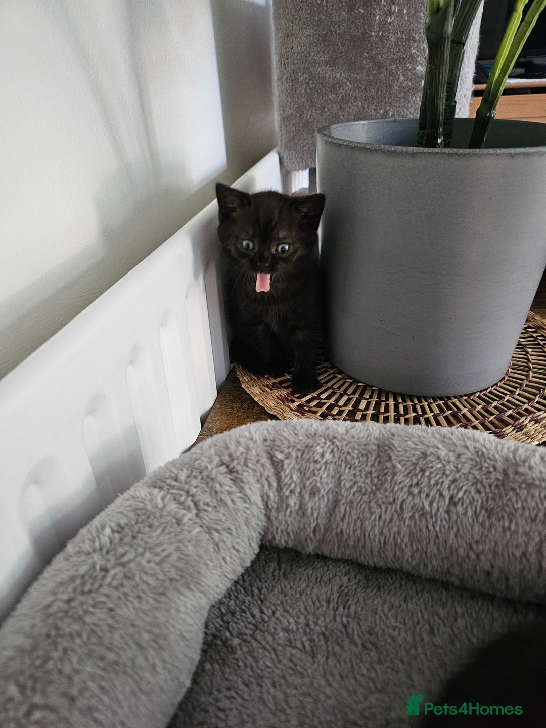 British Shorthair cats for sale: Chocolate British shorthairs - Image 12