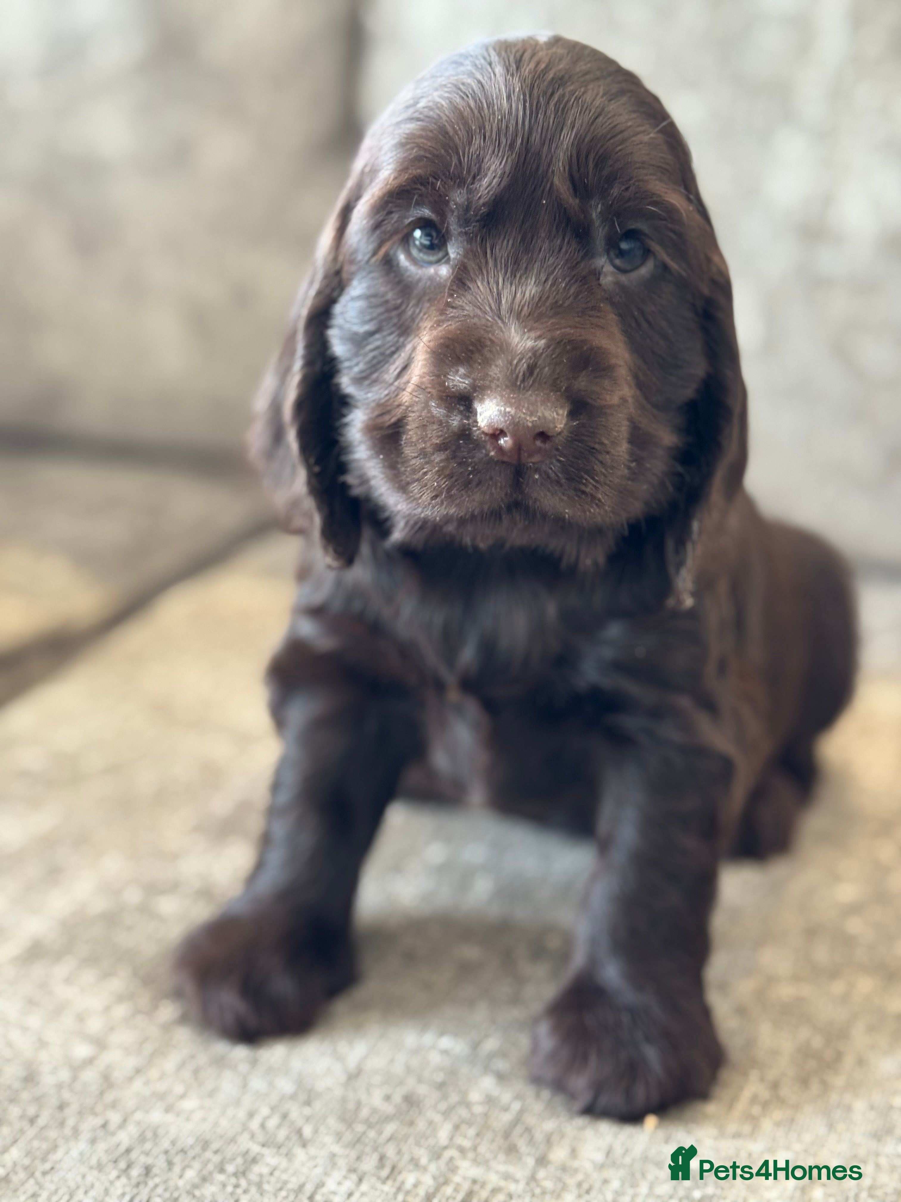 Cocker Spaniel dogs 100% SHOWTYPE COCKERS KC REGISTERED HEALTH TESTED  - Advert 5