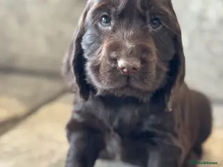 Cocker Spaniel dogs 100% SHOWTYPE COCKERS KC REGISTERED HEALTH TESTED - Advert 5