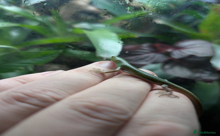 Skink reptiles - Advert 3
