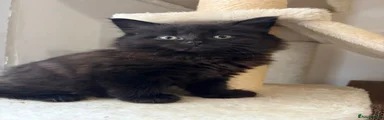 Mixed Breed Kitten 5