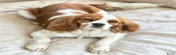 Cavalier King Charles Spaniel dogs for sale: Gorgeous Cavalier King Charles Puppies! - Advert 10