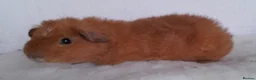 Guinea Pig rodents for sale: Teddy guinea pig Boar - Advert 2