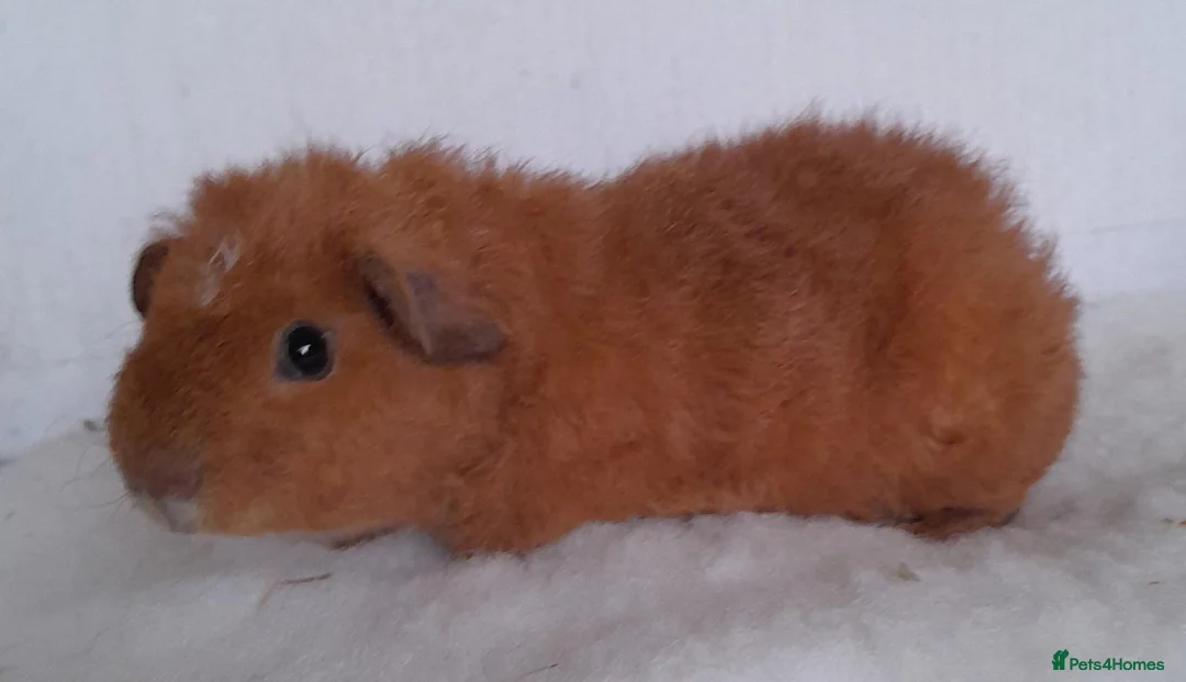 Guinea Pig rodents for sale: Teddy guinea pig Boar - Advert 2