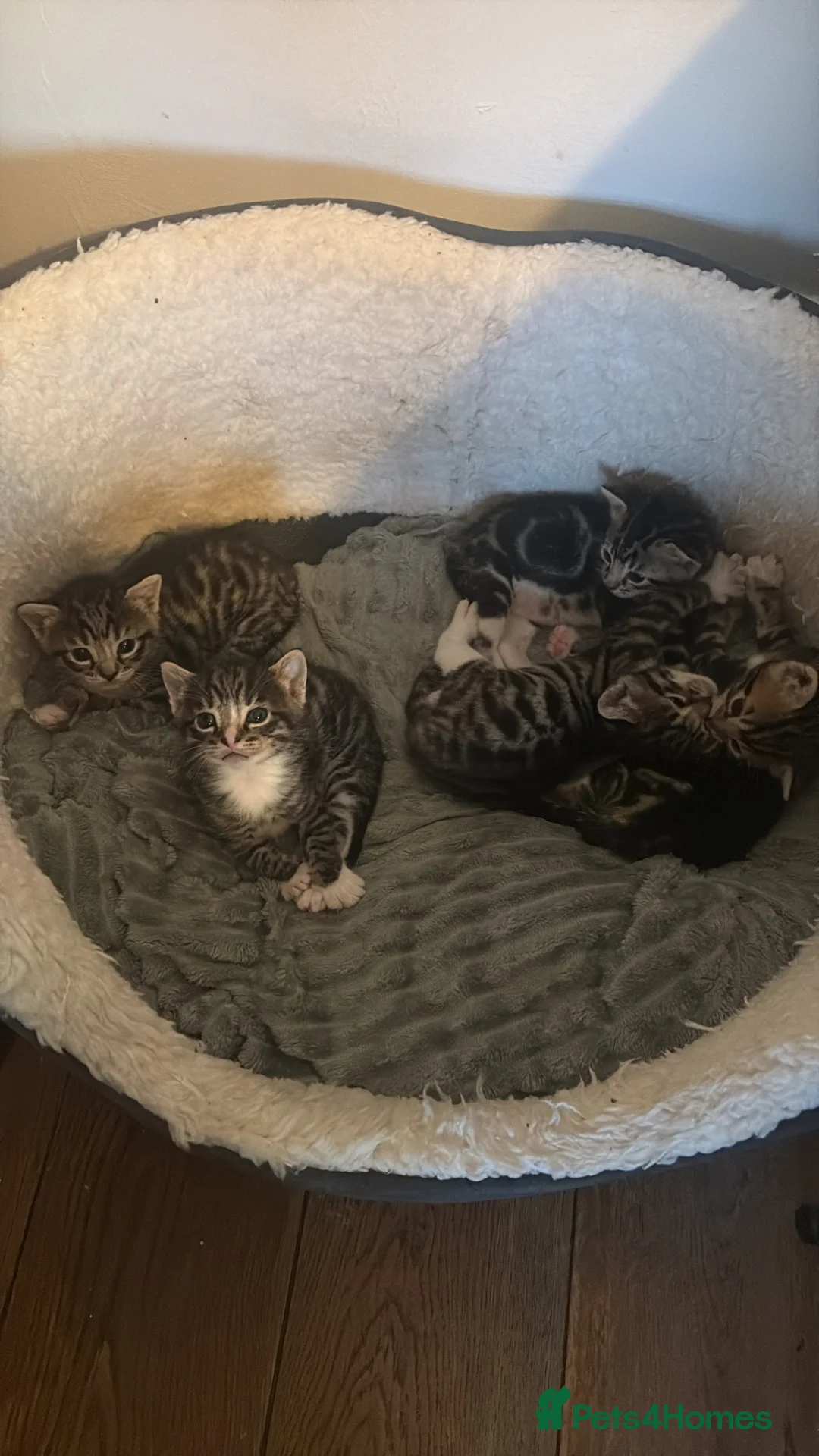 Mixed Breed cats for sale: Tubby/Bengal - Advert 6