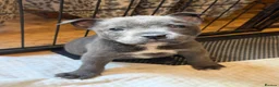 Mixed Breed dogs for sale: Amazing blue Chaffy puppies - Advert 28