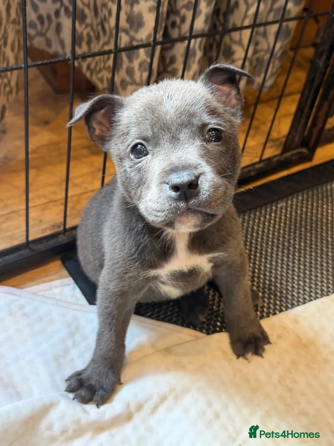 Mixed Breed dogs for sale: Amazing blue Chaffy puppies - Advert 28