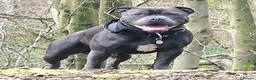 Staffordshire Bull Terrier dogs for stud: Kenbloom Mcintosh  - Advert 16
