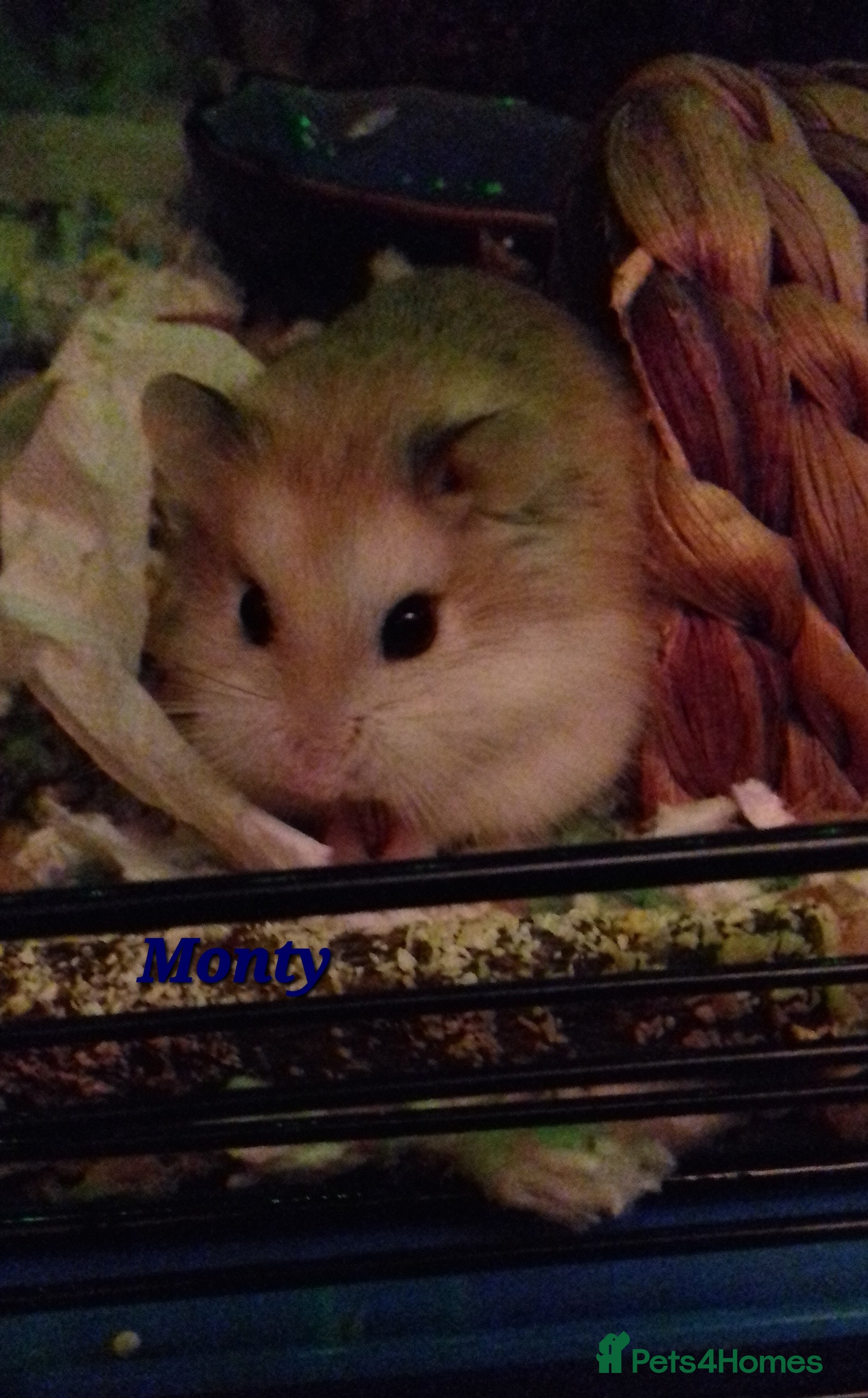 Hamster rodents Roborovski hamster WANTED - Advert 3