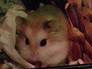 Hamster rodents Roborovski hamster WANTED - Advert 3